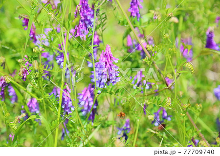 スズメノエンドウの花 77709740