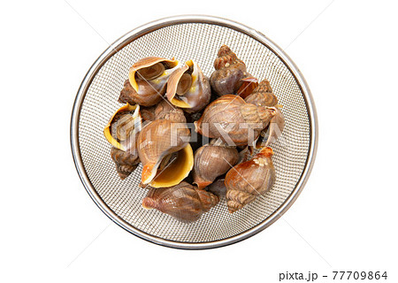 北海道産えぞばい貝、ツブ貝 77709864