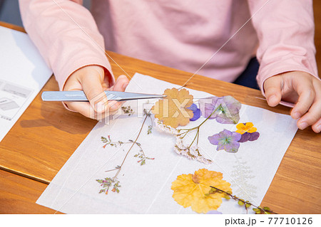 お家で子供と押し花 お家で子供と押し花 77710126