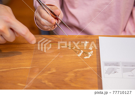 お家で子供と押し花 お家で子供と押し花 77710127