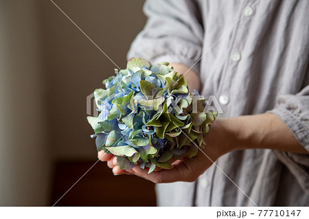 ドライフラワーの紫陽花 ドライフラワーの紫陽花 77710147