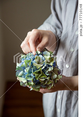 ドライフラワーの紫陽花 ドライフラワーの紫陽花 77710148