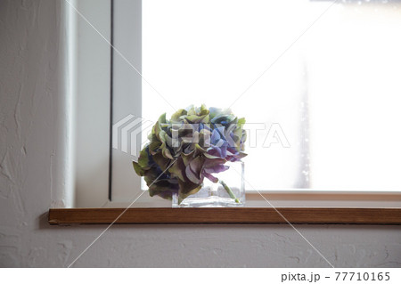 ドライフラワーの紫陽花 77710165