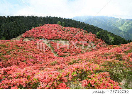 大和葛城山のツツジ園 77710250