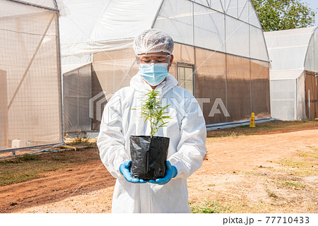 Portrait of scientist marijuana cannabis flowers in a greenhouse. Portrait of scientist marijuana cannabis flowers in a greenhouse. 77710433