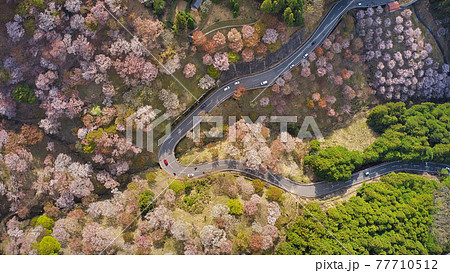 ドローンで空から撮影！　世界遺産 奈良県の吉野山の千本桜「一目千本」の上千本付近より真俯瞰でカーブを 77710512