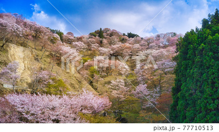 ドローンで空から撮影！　世界遺産 奈良県の吉野山の千本桜「一目千本」の上千本付近を臨む 77710513