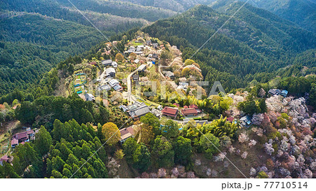 ドローンで空から撮影！　世界遺産 奈良県の吉野山の千本桜「一目千本」と町並み 77710514