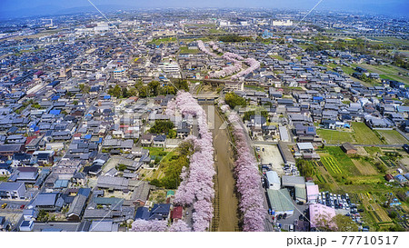 奈良県橿原市の曽我川沿いの桜並木を上空からドローンで全景撮影 奈良県橿原市の曽我川沿いの桜並木を上空からドローンで全景撮影 77710517