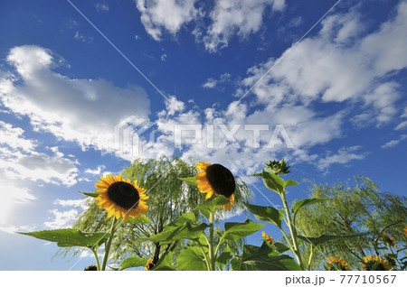 ヒマワリ咲く公園 77710567
