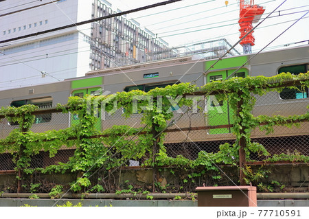 線路のフェンスにまとわりつく植物 77710591