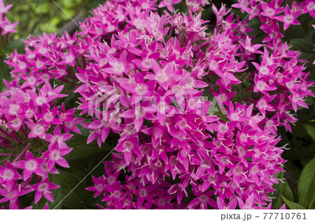 公園の花壇にピンク色のペンタスの花が咲いています。学名はPentas lanceolataです。 公園の花壇にピンク色のペンタスの花が咲いています。学名はPentas lanceolataです。 77710761