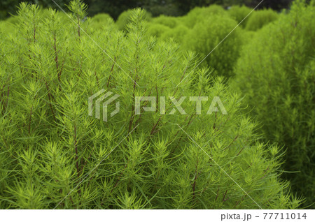 公園のコキアが緑色に茂っています。 学名はBassia scopariaです。 公園のコキアが緑色に茂っています。 学名はBassia scopariaです。 77711014