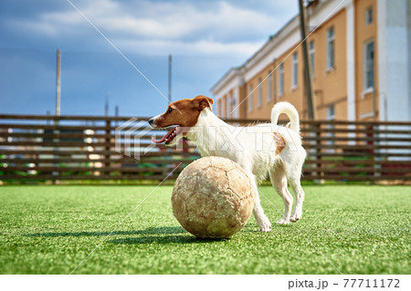 DOg play football on the field 77711172