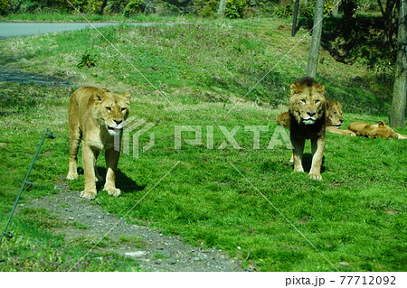 ライオンの雄と雌 77712092