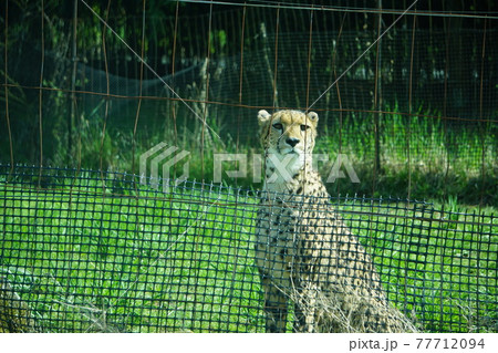 チーター 77712094