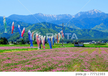麗しき北アルプス　その2105　：　北アルプスと田園風景　その2105 77712303