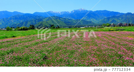 麗しき北アルプス その2105 : 北アルプスと田園風景 その2105 麗しき北アルプス その2105 : 北アルプスと田園風景 その2105 77712334