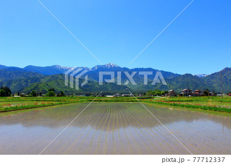 麗しき北アルプス その2105 : 北アルプスと田園風景 その2105 麗しき北アルプス その2105 : 北アルプスと田園風景 その2105 77712337