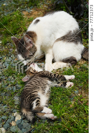母猫のペロペロで一瞬で寝落ちする可愛い野良猫の仔猫 母猫のペロペロで一瞬で寝落ちする可愛い野良猫の仔猫 77712373
