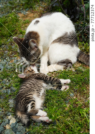 母猫のペロペロで一瞬で寝落ちする可愛い野良猫の仔猫 母猫のペロペロで一瞬で寝落ちする可愛い野良猫の仔猫 77712374