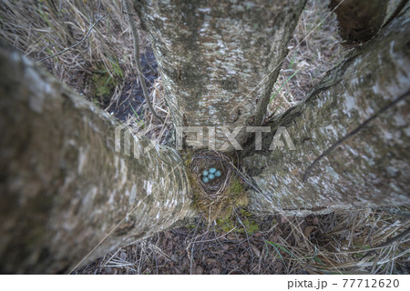 nest with blue eggs of a bird Thrush. 77712620