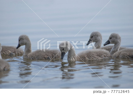 little swans swim with their parents little swans swim with their parents 77712645