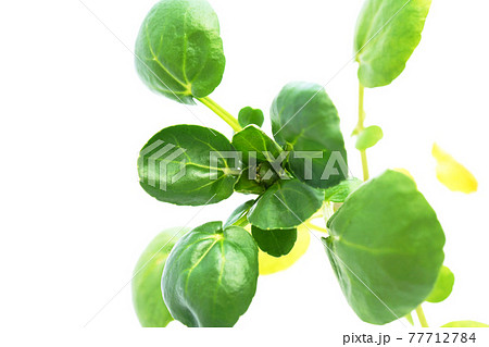 クレソン 77712784