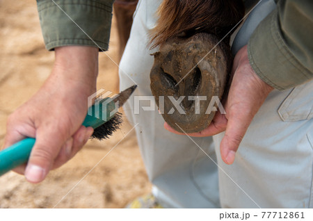 与那国馬の蹄の裏彫り 与那国馬の蹄の裏彫り 77712861