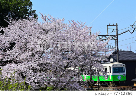 三重県四日市市　四日市あすなろう鉄道　桜満開&青空 77712866
