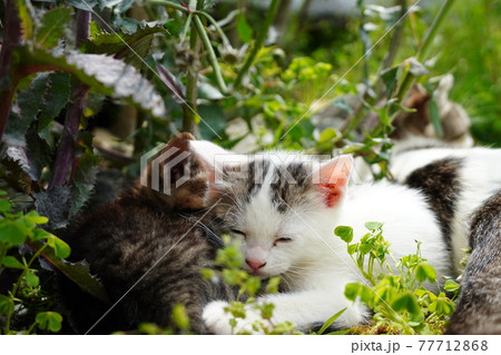 遊び疲れて仲良く寝落ちする野良猫の兄弟 77712868