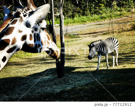 キリンとシマウマの写真素材 [77712912] - PIXTA