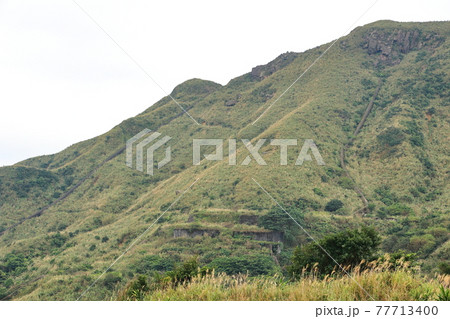 台湾 山 鶏冠 77713400