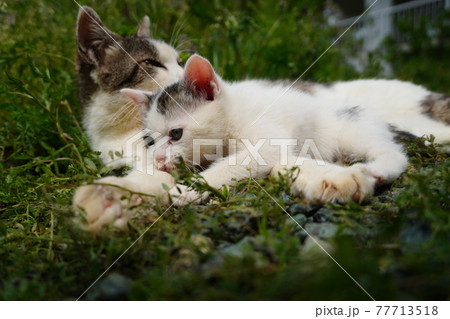 母猫に甘える生後2ヶ月の野良猫仔猫の写真素材