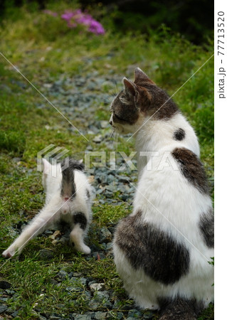 母猫に甘える生後2ヶ月の野良猫仔猫の写真素材