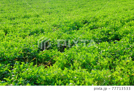 大豆畑とそば畑　その2105　：　　花と植物が織りなす色紙　その2105 77713533