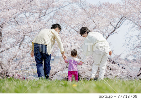 桜の咲く公園で遊ぶ3人家族の後ろ姿 77713709