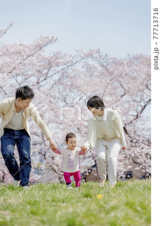 桜の咲く公園で遊ぶ3人家族 桜の咲く公園で遊ぶ3人家族 77713716