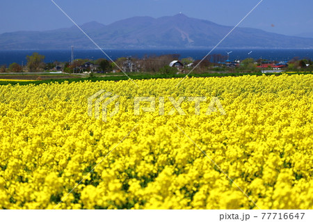 青森県上北郡横浜町　一面の菜の花畑と陸奥湾越しの釜臥山 77716647