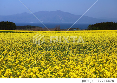 青森県上北郡横浜町　一面の菜の花畑と陸奥湾越しの釜臥山 77716670