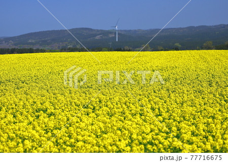 青森県上北郡横浜町　一面の菜の花畑 77716675