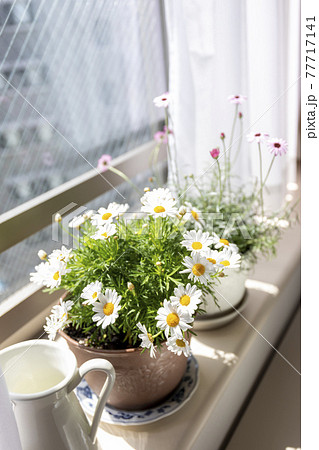 窓辺の鉢植え おうち時間を楽しむの写真素材
