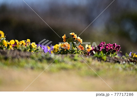 咲き乱れる花たち 77717286
