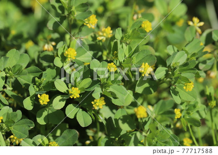 春の野原に咲くコメツブツメクサの黄色い花 77717588