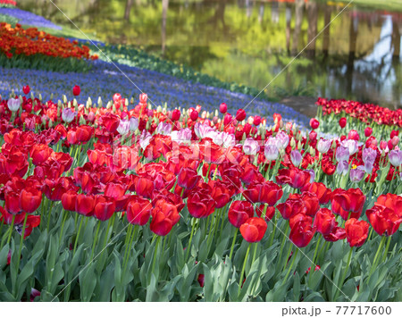 カラフルなチューリップ畑 春イメージ カラフルなチューリップ畑 春イメージ 77717600