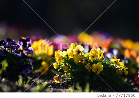 花鑑賞の約束事 77717950