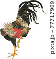 伊藤若冲の鶏 77717969