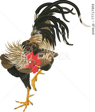 伊藤若冲の鶏のイラスト素材 [77717969] - PIXTA