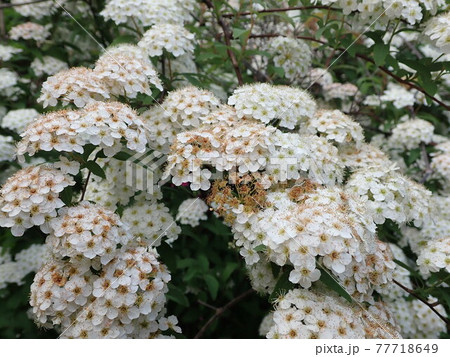 4月、5月の花 こでまり 4月、5月の花 こでまり 77718649