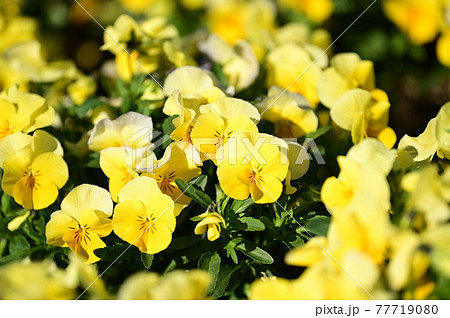 花びらを活かした撮影方法 77719080